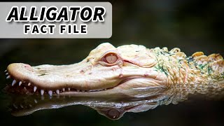 Alligator Facts: the CHINESE & AMERICAN ALLIGATOR 🐊 Animal Fact Files