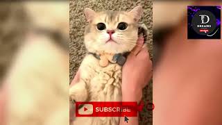 Funniest Puppy cute 999  cat and dogs 😀 @tharindudreams  #tranding #cat #dog
