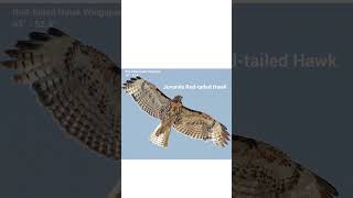 Identifying Hawks in Flight