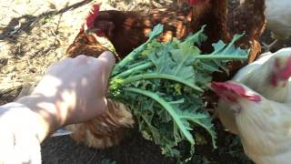 Chickens eating Kale