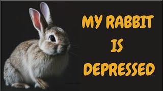 My Rabbit Is Depressed