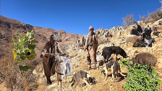 🐑A documentary account of Jahangir's life: Herding cattle in remote mountain pastures