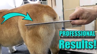 How to De-Shed Your Dog Like a Pro | 3 Professional Tools You NEED !