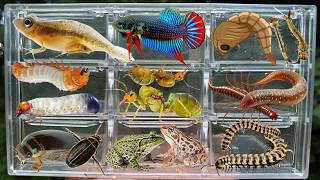 Catching insects in the garden  got Mosquito larvae Water Beetle Tadpoles Betta fish