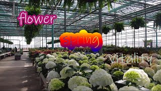 It's Time to Plant Flowers Into Your Garden - Walking Inside Terra Greenhouses