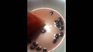 Insekte brenda shalqinit Korrik 2015
