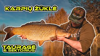 Karpių žvejyba. Tauragė - 6 sektorius (spalio pabaiga). (Carp Fishing @ Taurage)