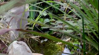 pond