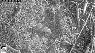 March 30 2026 -  Hatch Underway - Sweet Baby Eaglet Surprises Viewers & Tandem Feeding - NCTC Eagles