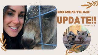 HOMESTEAD Update!! Baby Animals Everywhere ❤️