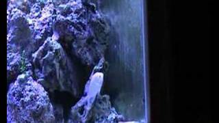 Blue Chromis male protecting eggs