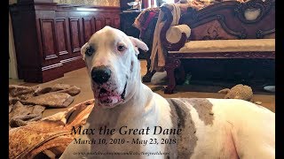 Goodbye Max the Great Dane ~ Forever In Our Hearts ~ RIP
