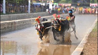 #kambala |Harekala B| Bantwala kambala 2023-24|