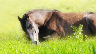 Beautiful Relaxing , Peaceful Instrumental Music, Animals  Kingdom Film 4k