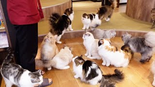 So Many Cute Cats! Tokyo’s Most Popular Cat Cafe | MOCHA Ikebukuro 🐈