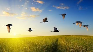 Observai os Pássaros do Céu.  Edineide Bezerra