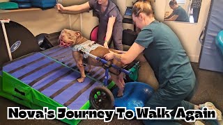 Nova's Journey To Walk Again 🐾♿️💙 #adorabledog #bullybreed ##ivddrecovery 