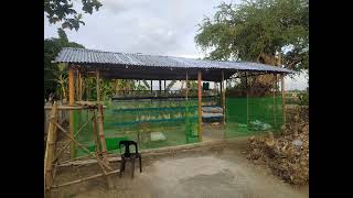 #backyardfarming #farming #chicken  #chickenfarming #backyard #top  #virals