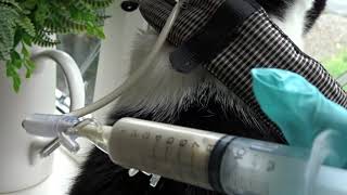 How to feed a cat using an O tube | O tube feeding