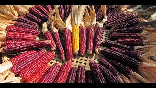 Indigenous Seedkeeping: Caring for our Three Sisters - with Rowen White