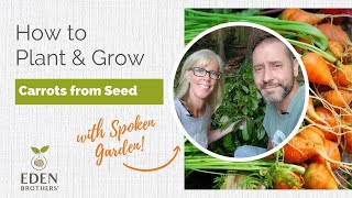 How to Plant and Grow Carrots from Seed
