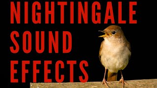 NIGHTINGALE SOUND EFFECTS - Singing Nightingale | Maktub_ytv