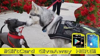 KZE Production 20,000,000 Views GIFTCARD GIVEAWAY *LIVE* Siberian Husky WINNERS