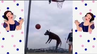 Top Viral Video On Internet🔥/ Most Viewed Video😱/ Viral Video 2023💥#shorts #viral #animals
