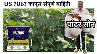 US 7067 cotton seed / कापूस वाण संपूर्ण माहिती / कापूस टॉप बियाणे 2025 / US 7067 कापूस वाण माहिती