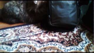 Котэ атакует!
