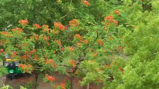 Rain / Tree / Nature / Copyright free / 1080p HD Version / SNZ STUDIO