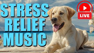🔴 Music To Relax Your Dog - Endless Relaxation Playlist