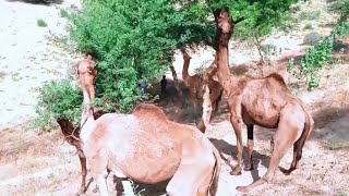 Desert Camels eating Trees #camel #animals #desert #thardesert #wildlife @beautyofthar696
