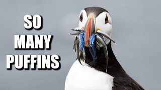 Three AMAZING places to see ATLANTIC PUFFINS