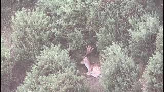 300 Yard Fallow Deer in New Zealand With a 6.5 Creedmore