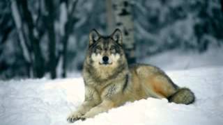 The Last Amazing Grays - Sonata Arctica
