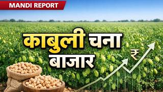 काबुली चना अपडेट | भाव, मांग और आगे का संकेत