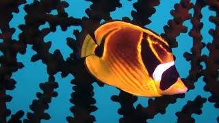 8 Minutes of Pure Relaxation Music Video That Makes You Sleep #1 ||  Soothing Your Mind.