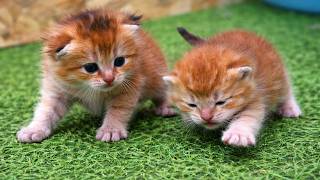 He Tried to Walk for the First Time… Watch Mom 🐱❤️