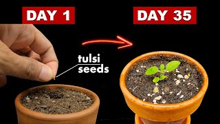 Growing Tulsi/Holy Basil From Seeds - 35 Days Time Lapse