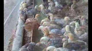 Ayam Kampung 3 Minggu 3-3
