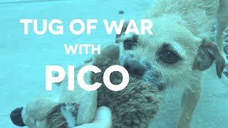 Tug of War with Pico