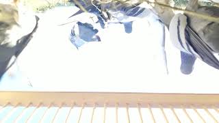 Inside the basket with the racing pigeons.