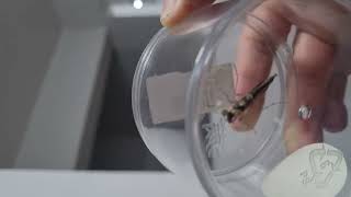 What insect is this?