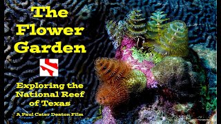 Flower Garden - Exploring the National Reef of Texas