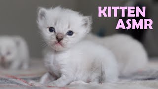 Best Kitten ASMR | Watch the 'J' Litter Grow Up