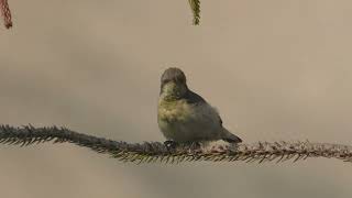Purple Sunbird F   2023 02 09 S3320004