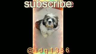 #pet eagker #bathing#1st#very qute boy#independent raja#motivation #trendingshorts 
