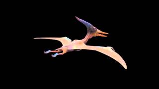 Pterodactyl__model.mov