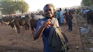 4 cows 16 goats and a ram sent to UGA and Alor Anambra State from Northern Nigeria 